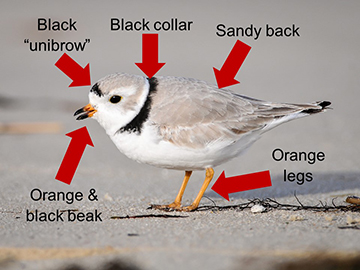 Identifying features of an adult Piping Plover are highlighted. Photo by USFWS.